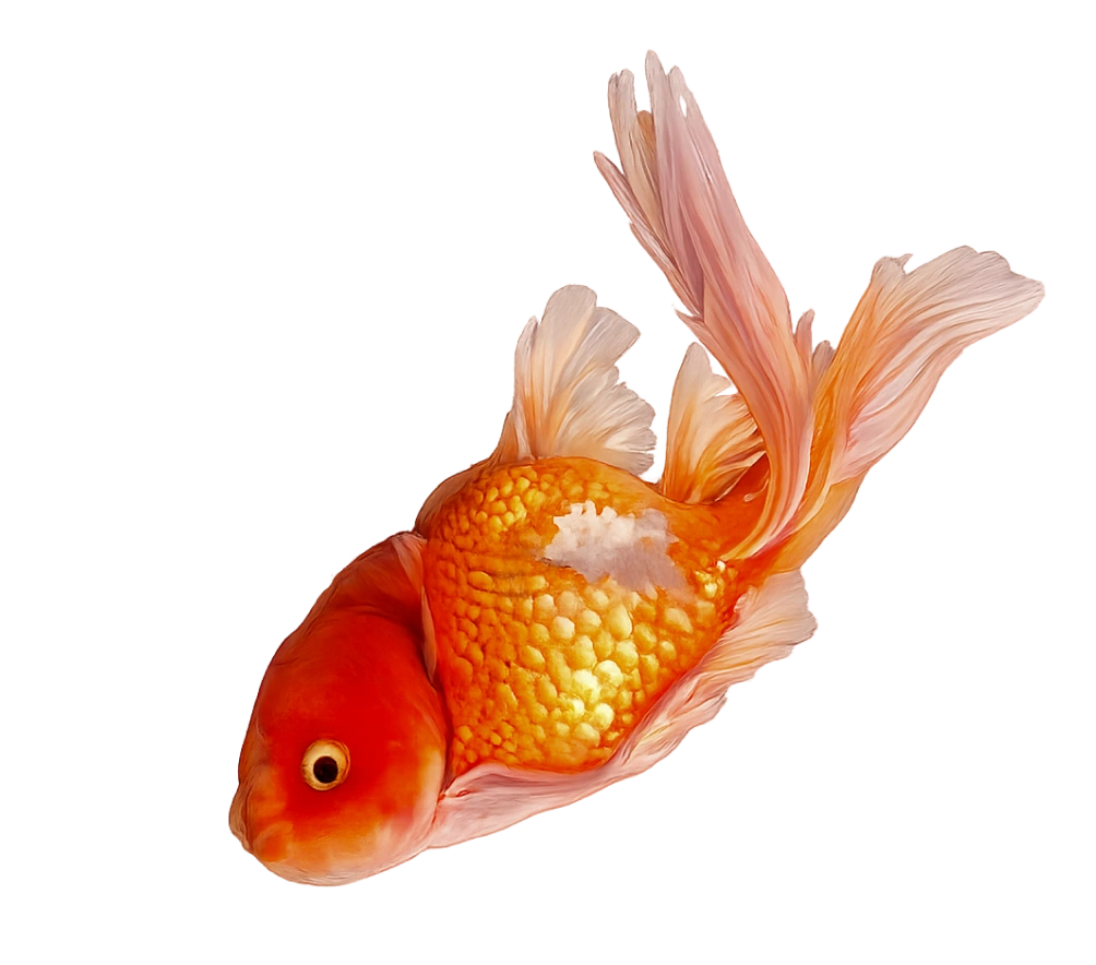 Swim Bladder Disorder (floating/sinking)